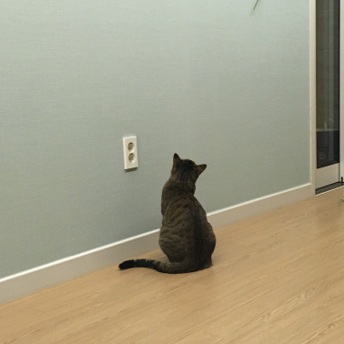 고양이2