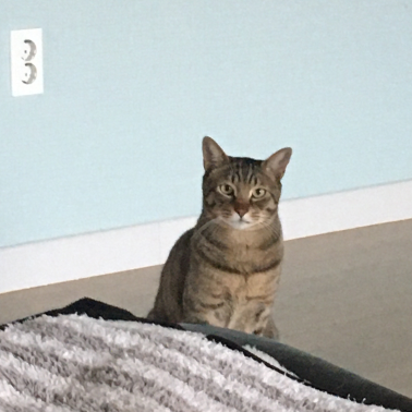 고양이3