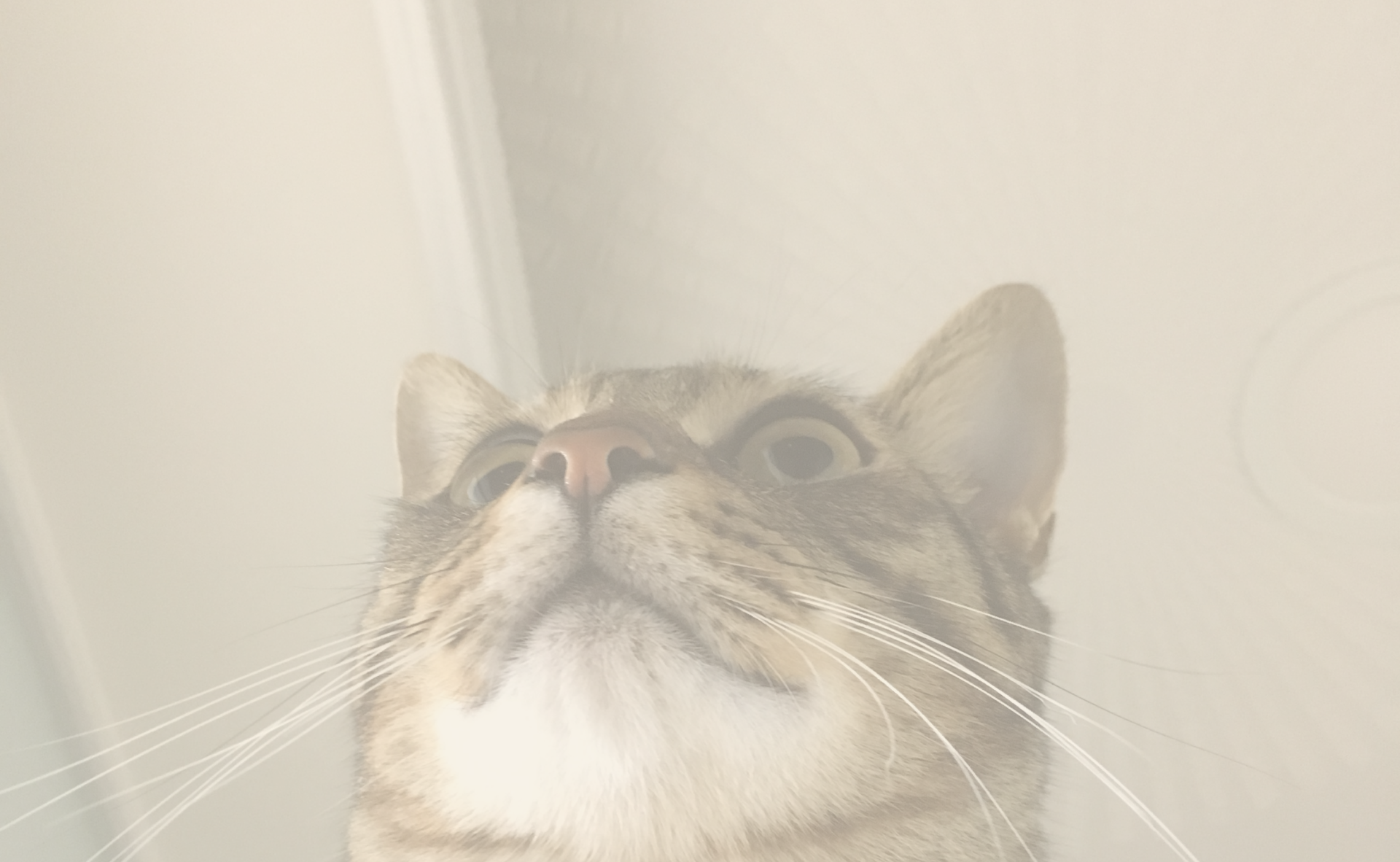 흐릿한 고양이